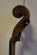 Vijole violes-3.jpg